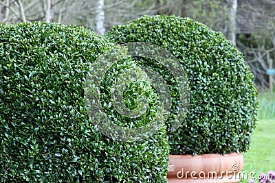 Bush Buxus (Buxus) Stock Photo