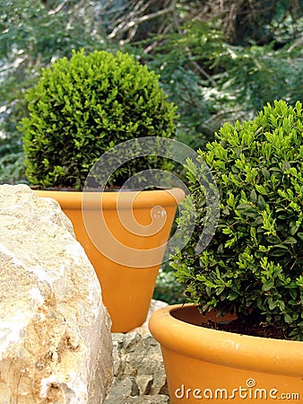 Bush Buxus (Buxus) Stock Photo