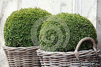 Bush Buxus (Buxus) Stock Photo