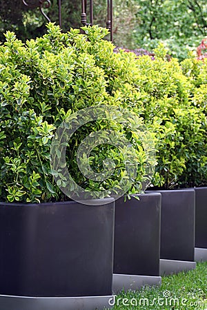 Bush Buxus (Buxus) Stock Photo