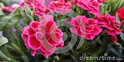 Bush of cerise pink Dianthus caryophyllus of Caryophyllaceae in garden,sunny day Stock Photo