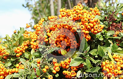 Bush of common sea buckthorn with ripe fruits. Hippophae rhamnoides. Macro picture Stock Photo