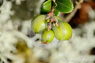 Bush cranberries Stock Photo