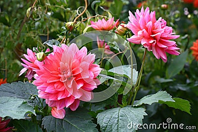 Dahlia against the background of willow branches. Stock Photo