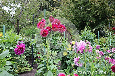 A bush of the Dahlia variety Maxim in the Butchart garden Stock Photo