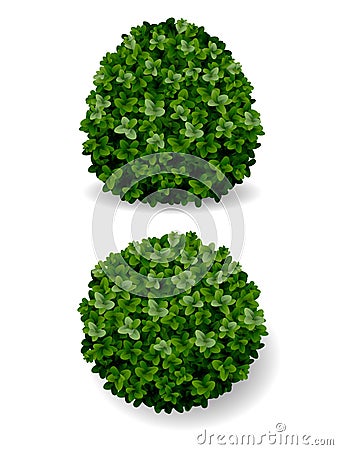 Bush decorative boxwood Vector Illustration