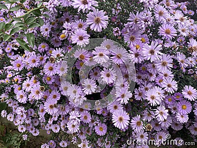 bush with dense growth of branches. Small purple flowers. Flowers for background or landscaping Stock Photo