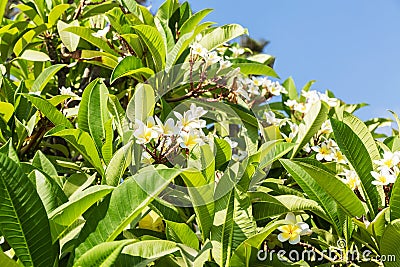 A bush with dense vegetation with small flowers against the background of Pseudomonas on a sunny day. Background Stock Photo