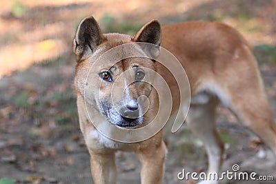 Bush dingo Stock Photo