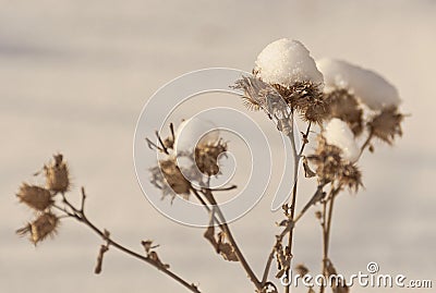 Bush dry thistles in winter in the snow Stock Photo