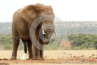 Bush Elephant with his head down - please need some privacy Stock Photo