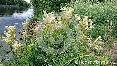 Bush of filipendula ulmaria Stock Photo