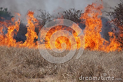 Bush fire Stock Photo