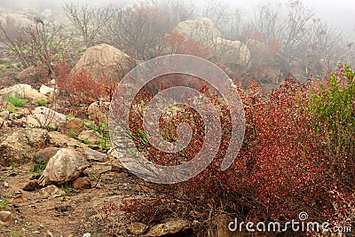 After the bush fire. The aftermath of a devastating wildfire on a mountain, thick smog air showing survived green bushes Stock Photo