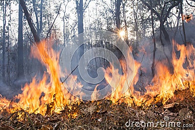 Bush fire destroy tropical forest Stock Photo