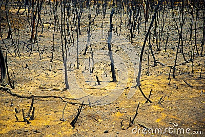 Bush Fire Devastation Stock Photo