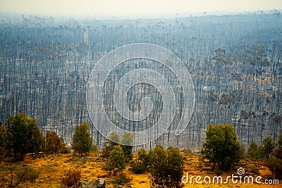 Bush Fire Devastation Stock Photo