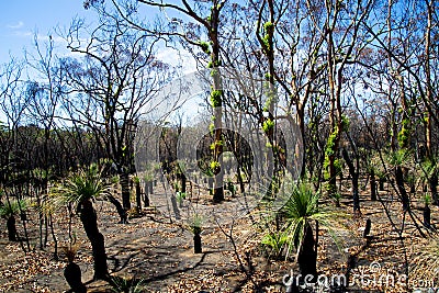 Bush Fire Forest Regeneration Stock Photo