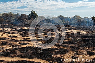 Bush Fire Stock Photo