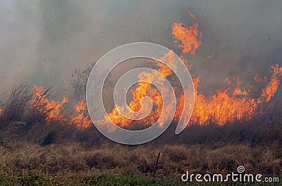 Bush Fire Stock Photo