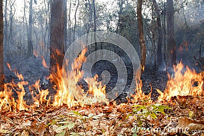 Bush fire in tropical forest Stock Photo