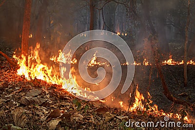 Bush fire in tropical forest Stock Photo