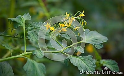 bush of a flowering tomato close-up in the garden. Stock Photo