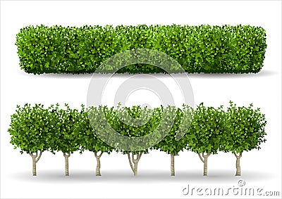 Bush in the form of a green hedge Vector Illustration