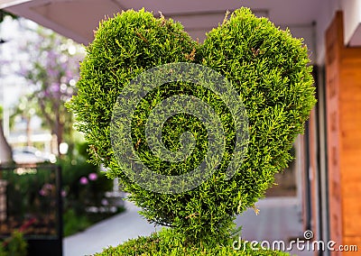 Bush in the form of heart Stock Photo