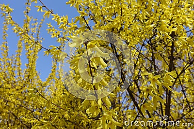 Bush of forsythia with lots of yellow flowers Stock Photo