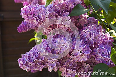 Bush fragrant purple lilac Stock Photo