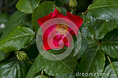 Bush with fresh bloom of red rose, wild brier or Rosa canina flower in the garden Stock Photo