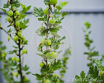 Bush of gooseberries Ribes uva-crispa with green immature berr Stock Photo