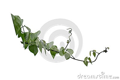 Bush grape or three-leaved wild vine cayratia Cayratia trifolia liana ivy plant bush, nature frame jungle border isolated on Stock Photo