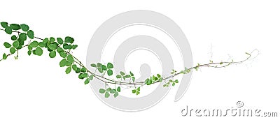 Bush grape or three-leaved wild vine cayratia Cayratia trifolia liana ivy plant bush, nature frame jungle border isolated on Stock Photo