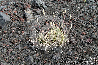 A bush of grass grows among volcanic rocks and ash Stock Photo