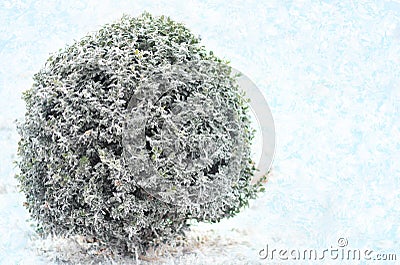 Bush green boxwood under snow. Winter background Stock Photo