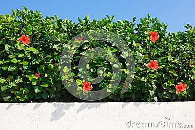 Bush green hedge with red hibiscus. Stock Photo