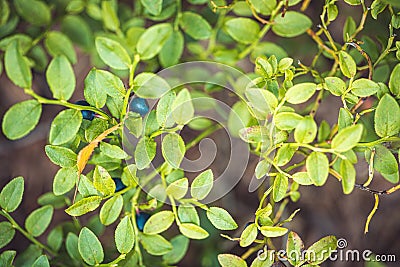 A bush of green leaves of blueberries with ripe berries close-up. Selective focus macro shot with shallow DOF Stock Photo