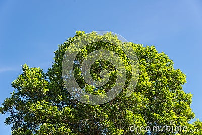 Bush green leaves and branches of treetop on blue sky Stock Photo