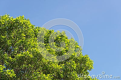 Bush green leaves and branches of treetop on blue sky Stock Photo