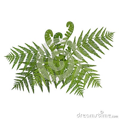 Bush of green wide open leaves of fern vector illustration Vector Illustration