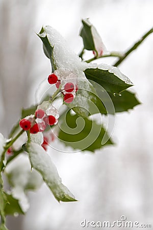 A bush of holly covered in snow, giving a serene setting due to the color combination of red and green with the pure white. Stock Photo