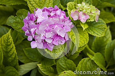 Bush with Hydrangea large-leaved on the estate, shot close-up Stock Photo