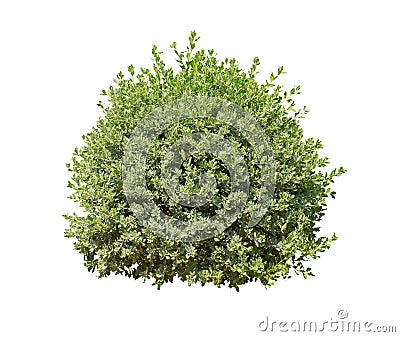 Bush isolated on white background Stock Photo