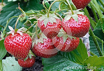 Bush Of Juicy Strawberry Stock Photo