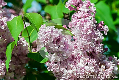 Bush of light white and pink terry lilac, a cluster of flowers in full bloom Stock Photo