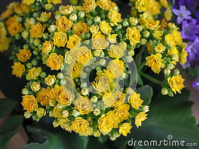 Bush like bouquet of small yellow flowers Stock Photo
