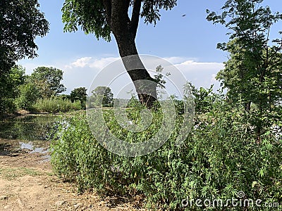 Bush like vegetation near Chenab river in akhnoorandplains of Jammu near India Pakistan border Stock Photo