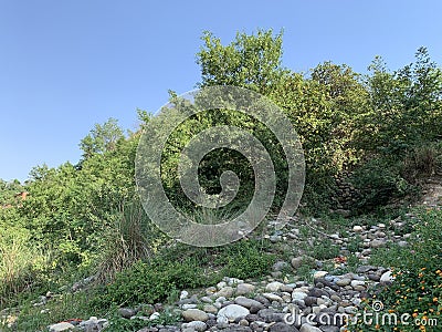 Bush like vegetation near Chenab river in akhnoorandplains of Jammu near India Pakistan border Stock Photo